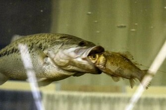 Largemouth Bass Desktop Wallpaper Fond D Cran