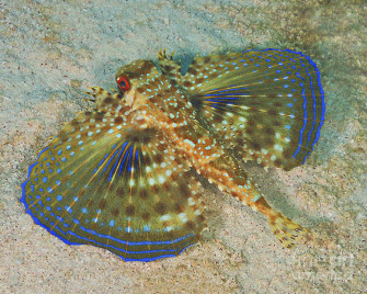 Flying Gurnard On Sand In Carribean Sea Photograph By Karen Doody Wallpaper