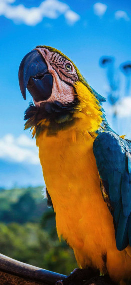 Parrot Wallpaper