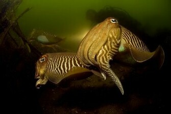 Mating Cuttlefish National Geographic Photo Contest