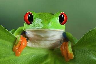 Cute Tree Frog Wallpaper Image Pictures Becuo