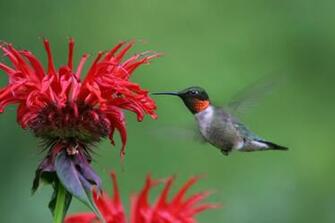 Hummingbird Wallpaper Net
