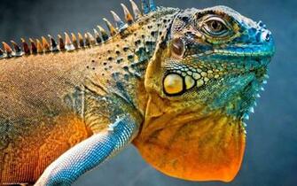 Amazing Iguana Wallpaper Reptiles Image
