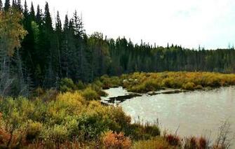 Wallpaper Forest Nature Swamp Taiga Siberia Image For Desktop