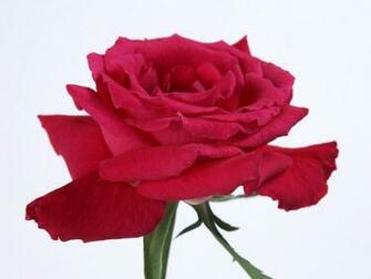Single Flower Wallpaper