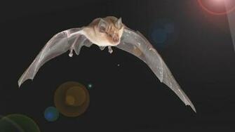 Bat Bird Wallpaper Choice