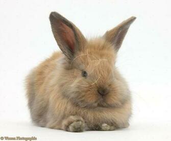 Cute Baby Bunnies HD Wallpaper In Animals Imageci