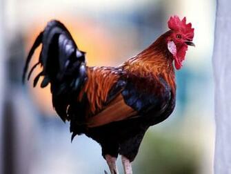 Rooster Wallpaper
