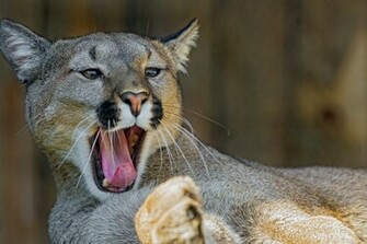 Cougar Computer Wallpaper Desktop Background Id