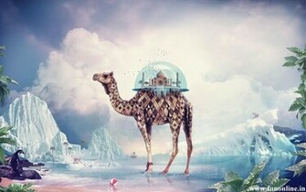Camel Wallpaper Desert Vehicle Camels HD