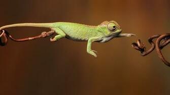 Chameleon HD Wallpaper FullHDwpp Full