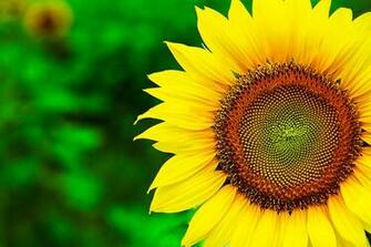 Sunflower Computer Wallpaper Desktop Background Id