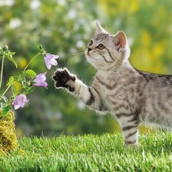 iPad Wallpaper Cat Defloration Animal Mini