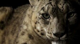 Snow Leopard Face Shadow Spotted