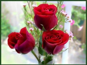 Full Screen Red Roses Wallpaper Seen On Dil Ki Dunya Tk