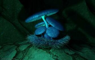 Wallpaper Mushrooms 3d Background Desktop In