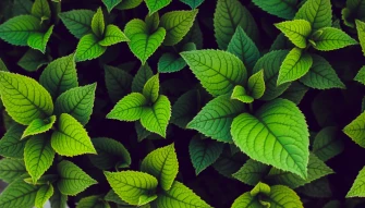 Pot Leaves Wallpaper