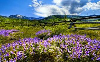 Mountain Wildflowers Wallpaper Galleryhip The
