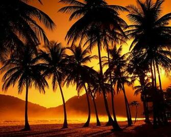 Wallpaper Sunset Tropical Palm Trees Night Nature Large