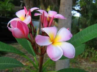 Pink Plumeria Frangipani Temple Tree