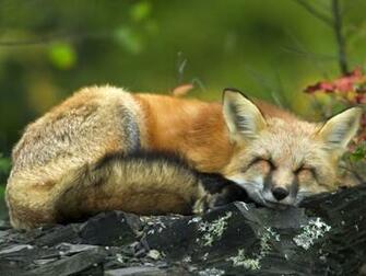 Cartoon Image Of Fox Wallpaper