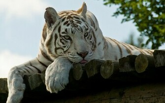 Tiger Wallpaper