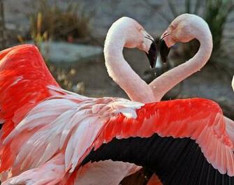 Flamingo Wallpaper Pictures