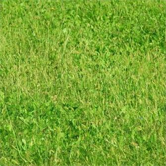 Weed Background In Vector Eps Psd Sample Templates
