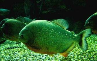 Piranhas HD Amazon Shirt Wallpaper Rated Paper 3d The