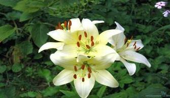 Amazing Flower Lily Wallpaper IwallHD HD