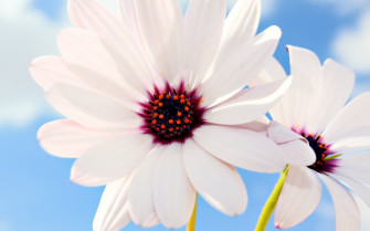 Flowers For Flower Lovers Wallpaper