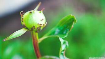 Antz 4k HD Desktop Wallpaper For Ultra Tv Wide