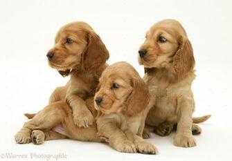 Cocker Spaniel Puppies Cool Wallpaper Dogbreedswallpaper
