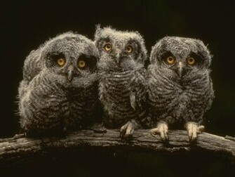Owl HD Desktop Wallpaper Elsoar