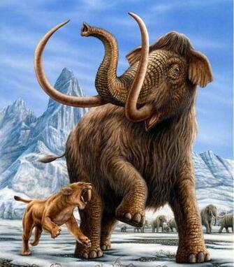 Pics Photos Saber Tooth Tiger Wallpaper