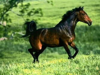 Desktop Horse And Make This HD Wallpaper For