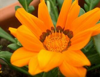 Pictures Beautiful Flowers Desktop Photos Colorful