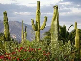 Desert Cactus HD Wallpaper Life Insurance Canada