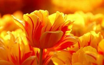 Yellow Most Beautiful Wallpaper New HD