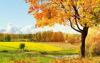 Beautiful Tree Desktop Pc And Mac Wallpaper