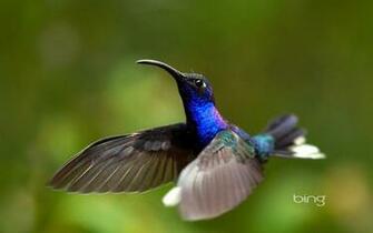 Desktop Background Bing