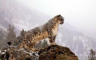 Snow Leopard Desktop Wallpaper