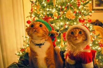 Christmas Gift Wallpaper And Make This Cat