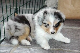 Shetland Sheepdog Dogs Background Dogbreedswallpaper