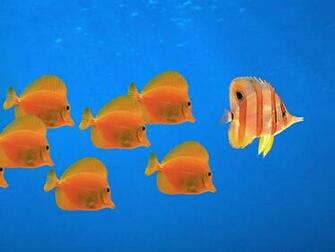 Peer Art Windows Fish Wallpaper