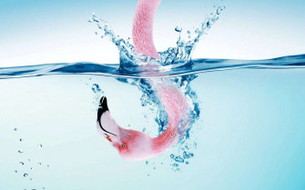 HD Flamingo Wallpaper