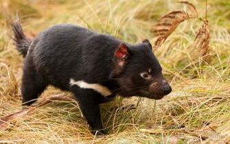 Tasmanian Devil Wallpaper