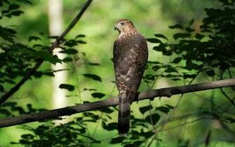 All Wallpaper Cooper S Hawk HD