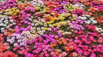 Colorful Flowers Wallpaper HD Net