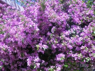 Lilac Tree Wallpaper Welcome